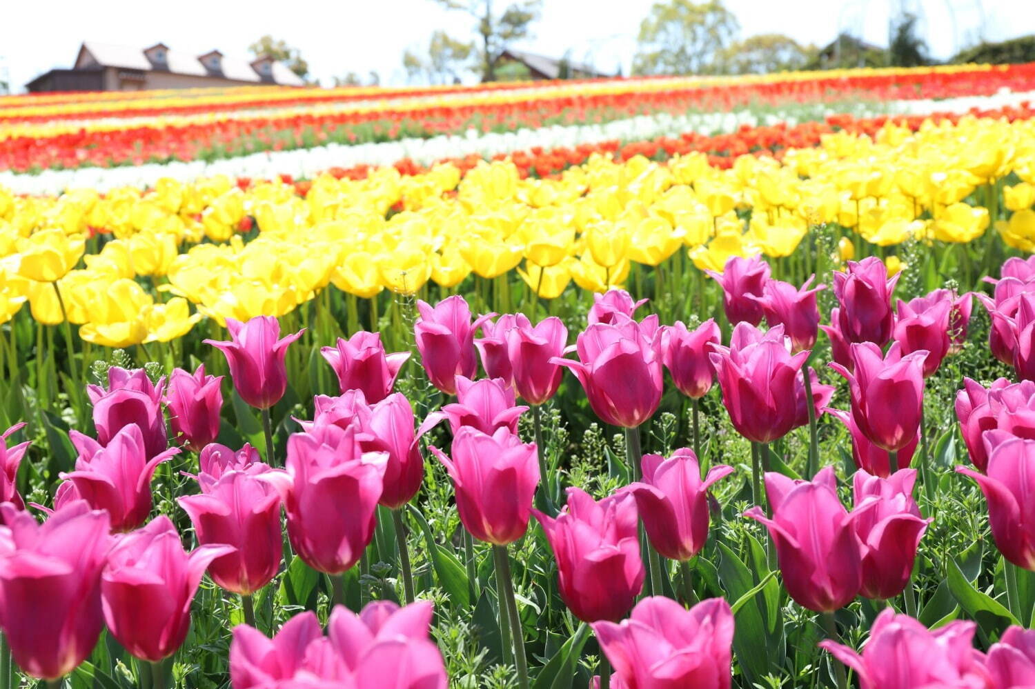9万本のチューリップが3月下旬から開花、大阪・堺「ハーベストの丘」で｜写真12
