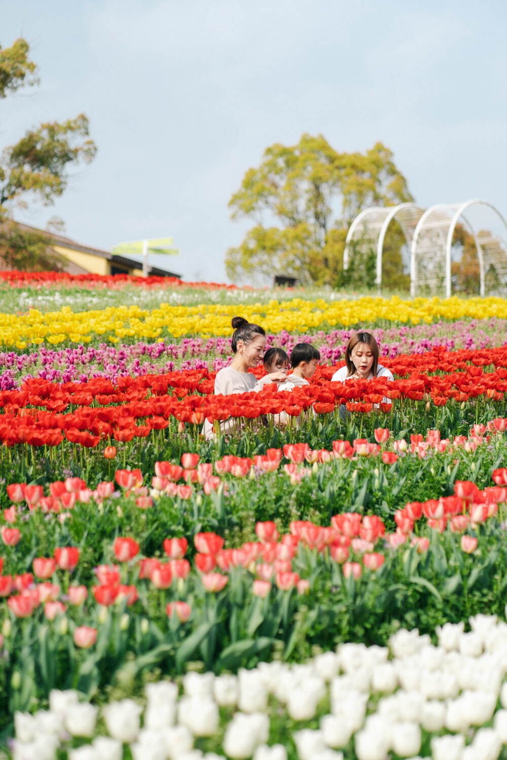 9万本のチューリップが3月下旬から開花、大阪・堺「ハーベストの丘」で｜写真11