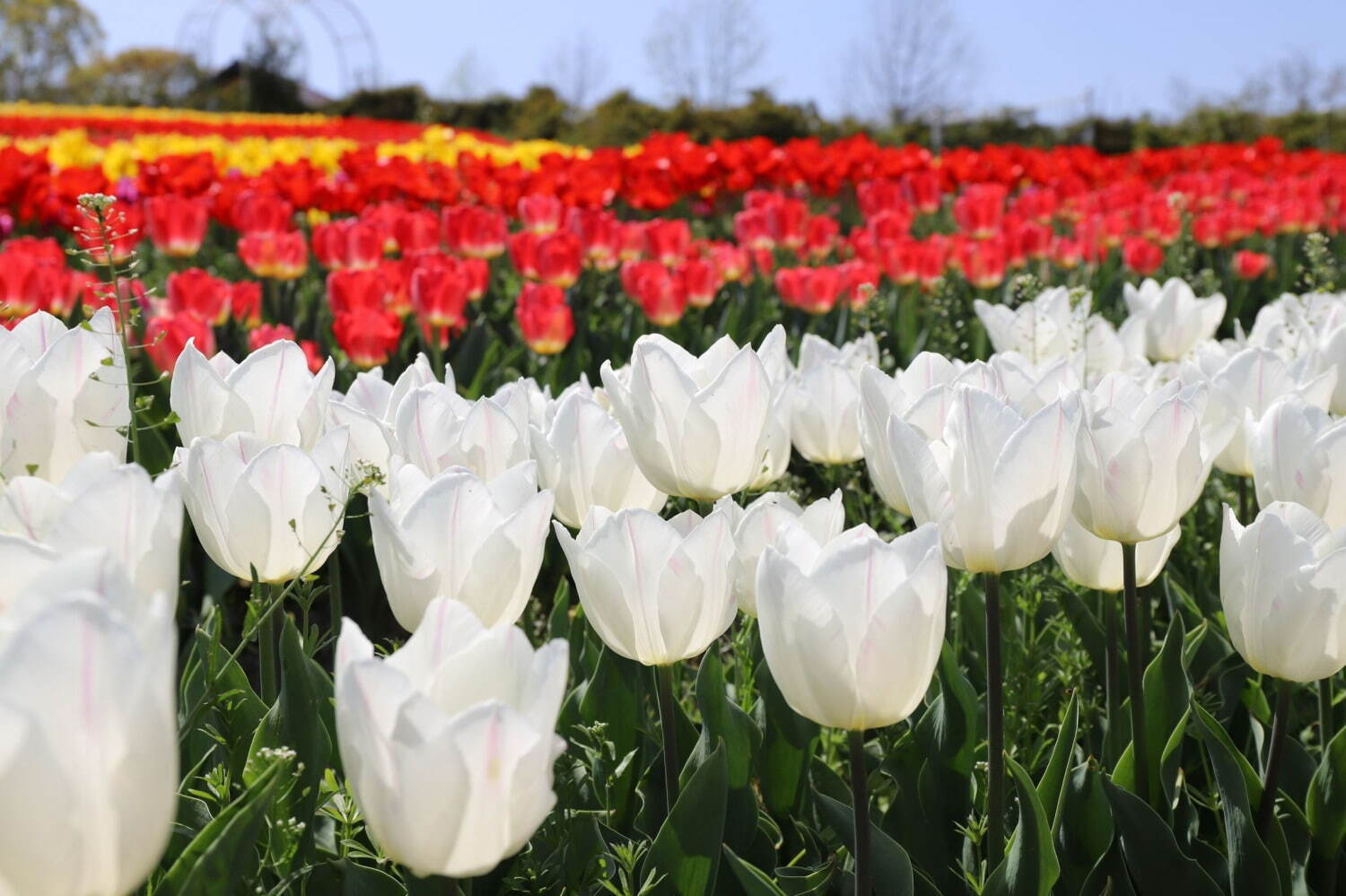 9万本のチューリップが3月下旬から開花、大阪・堺「ハーベストの丘」で｜写真13