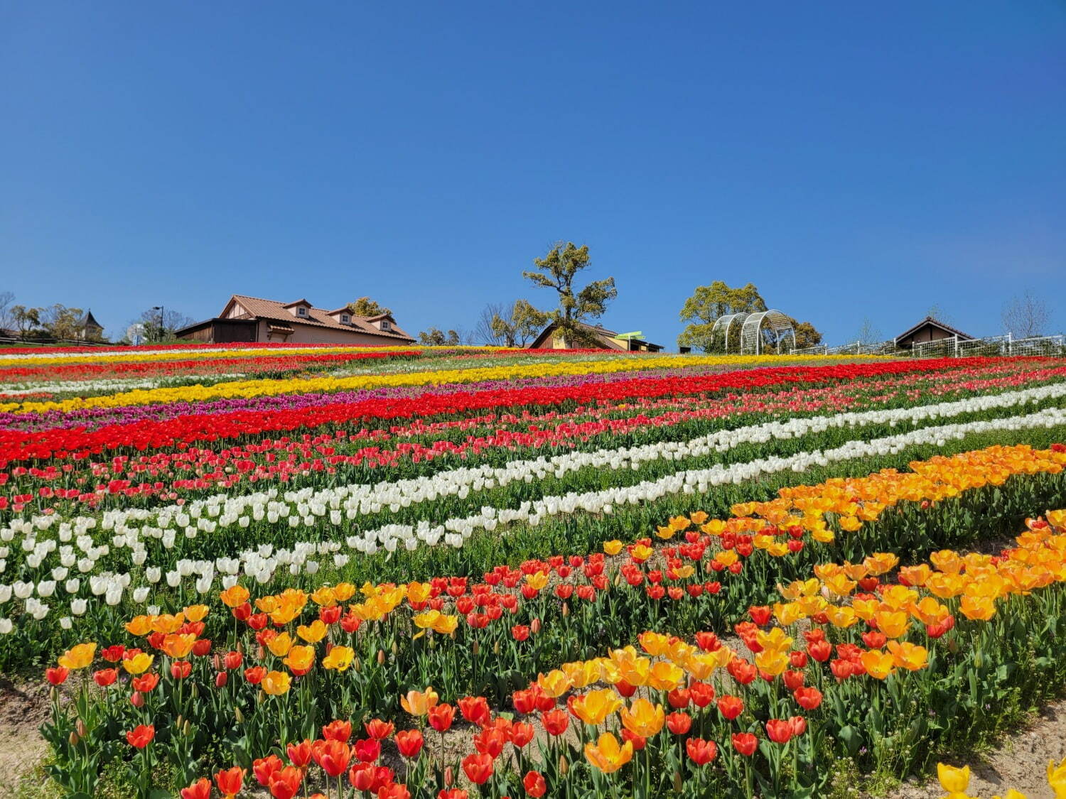 9万本のチューリップが3月下旬から開花、大阪・堺「ハーベストの丘」で｜写真7