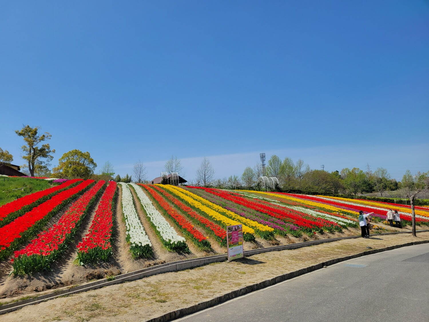 9万本のチューリップが3月下旬から開花、大阪・堺「ハーベストの丘」で｜写真9