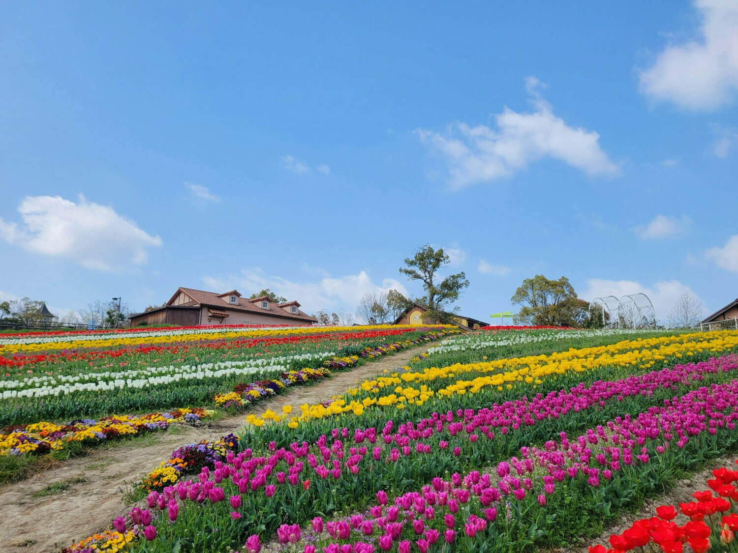 9万本のチューリップが3月下旬から開花、大阪・堺「ハーベストの丘」で｜写真3