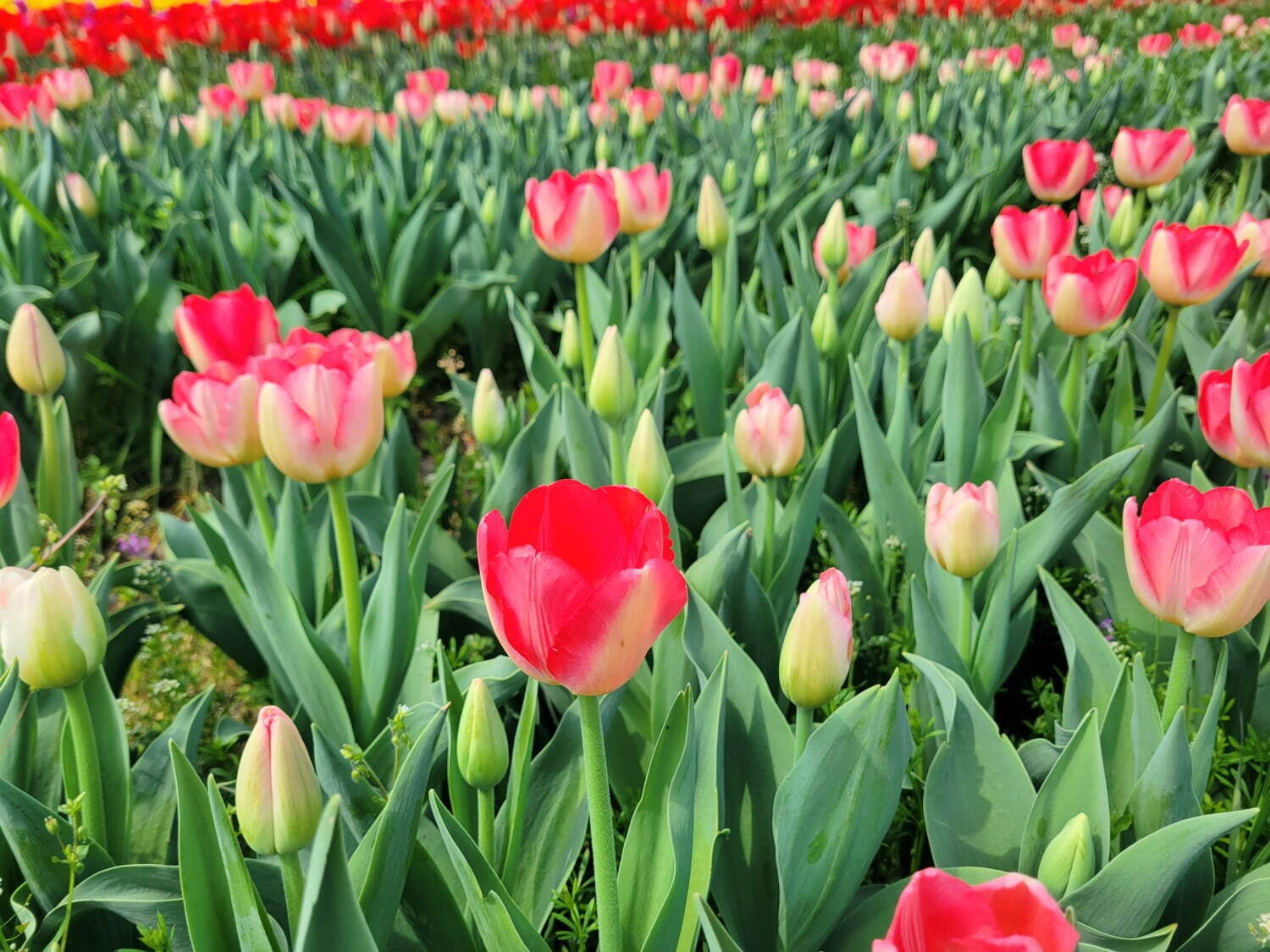 9万本のチューリップが3月下旬から開花、大阪・堺「ハーベストの丘」で｜写真4
