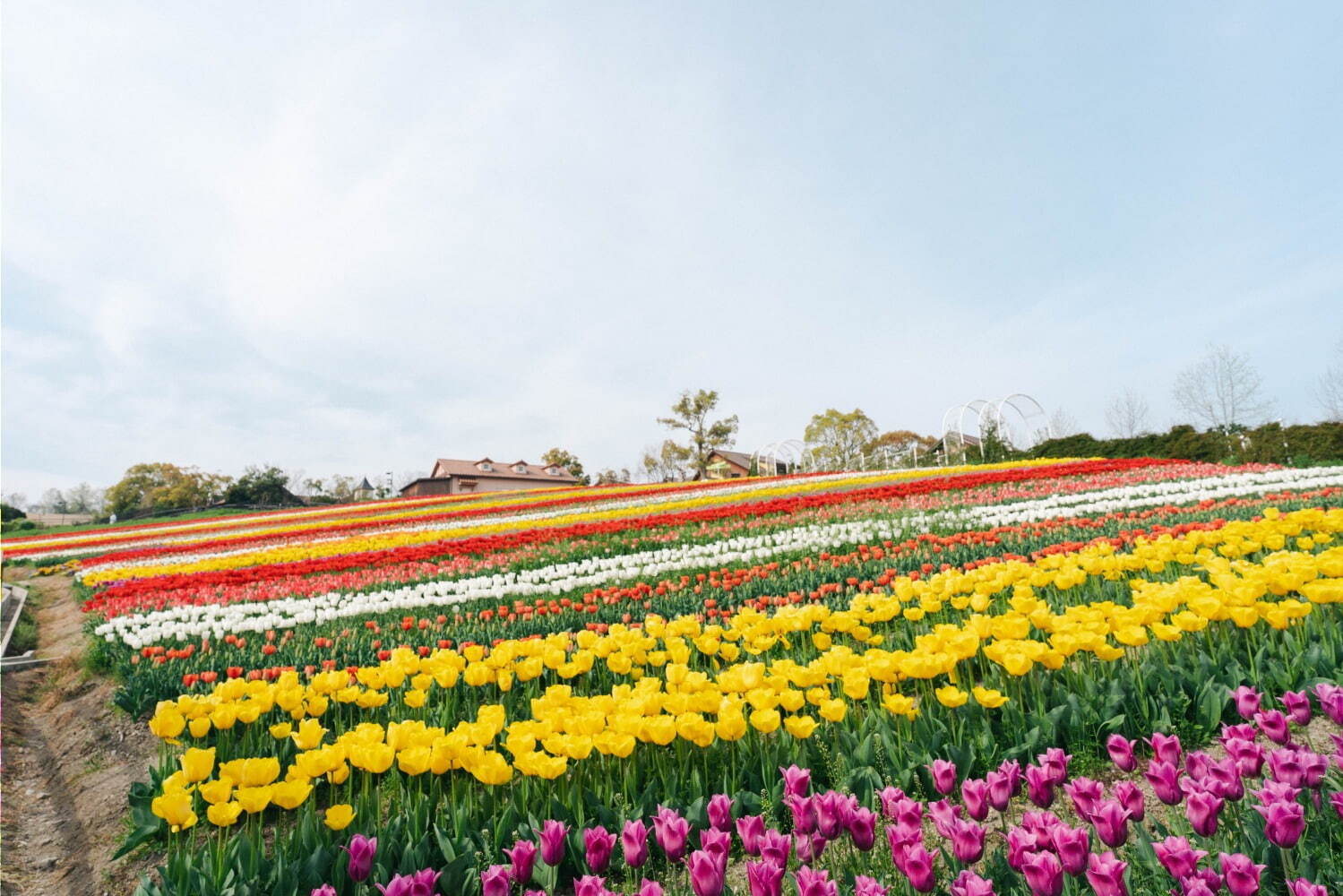 9万本のチューリップが3月下旬から開花、大阪・堺「ハーベストの丘」で｜写真6