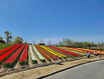 9万本のチューリップが3月下旬から開花、大阪・堺「ハーベストの丘」で｜写真9