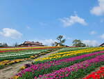 9万本のチューリップが3月下旬から開花、大阪・堺「ハーベストの丘」で｜写真3