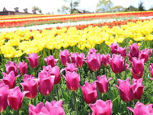9万本のチューリップが3月下旬から開花、大阪・堺「ハーベストの丘」で｜写真8