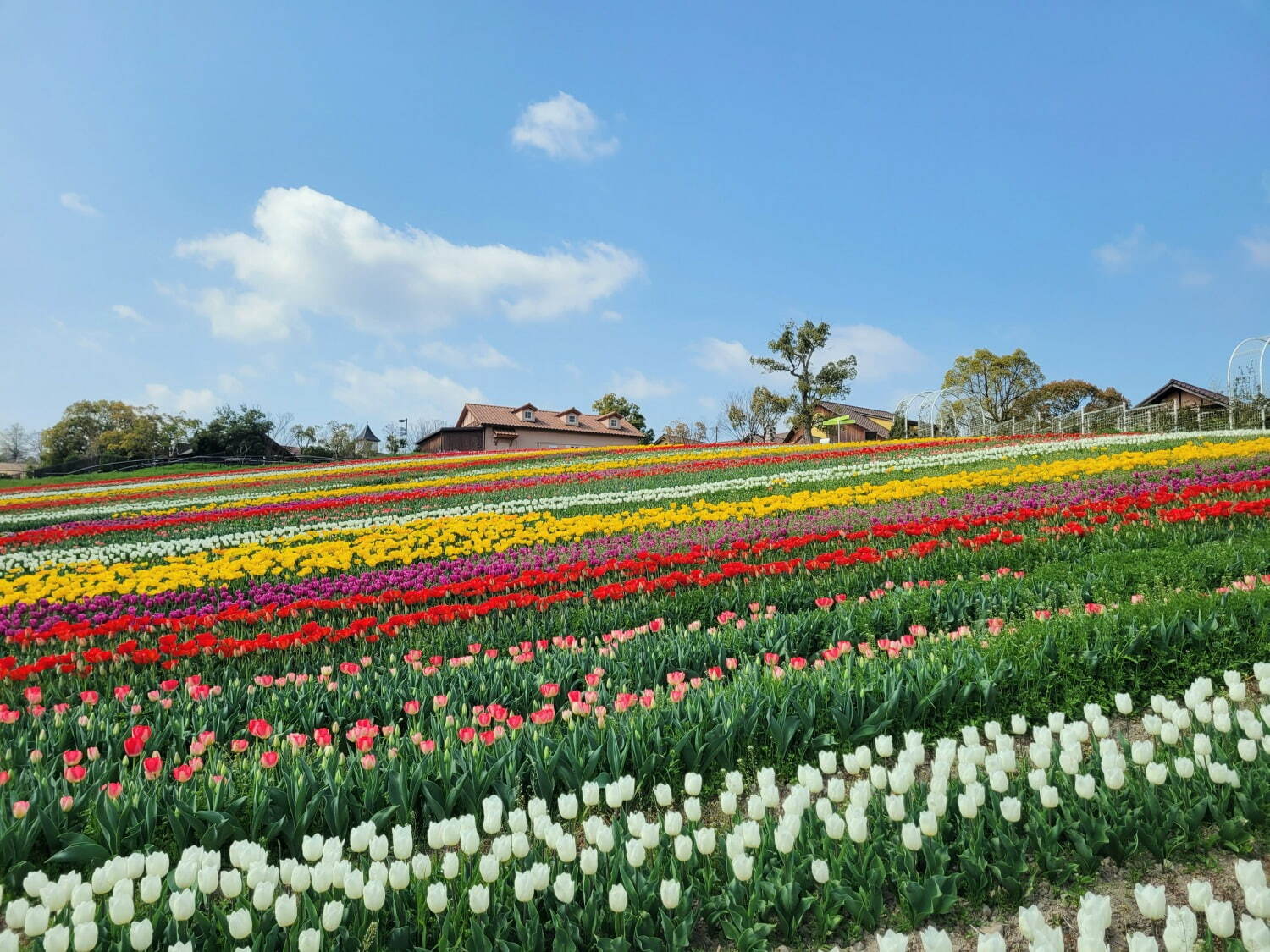 9万本のチューリップが3月下旬から開花、大阪・堺「ハーベストの丘」で｜写真2