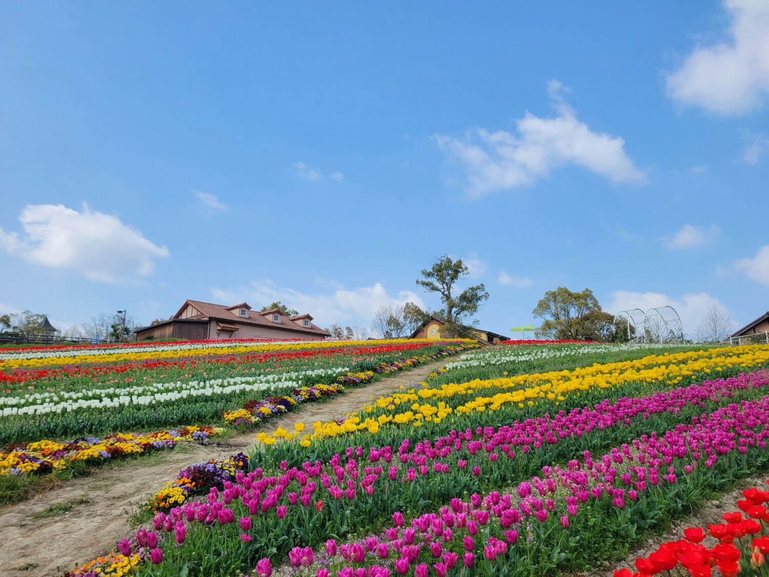 大阪「堺・緑のミュージアム ハーベストの丘」に9万本のチューリップが開花、広大な敷地をカラフルに彩る｜写真3