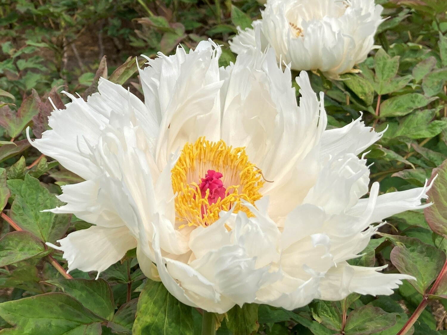 希少種含む約150種の「ぼたんの花」が4月下旬より見頃に、埼玉・東松山ぼたん園で｜写真15