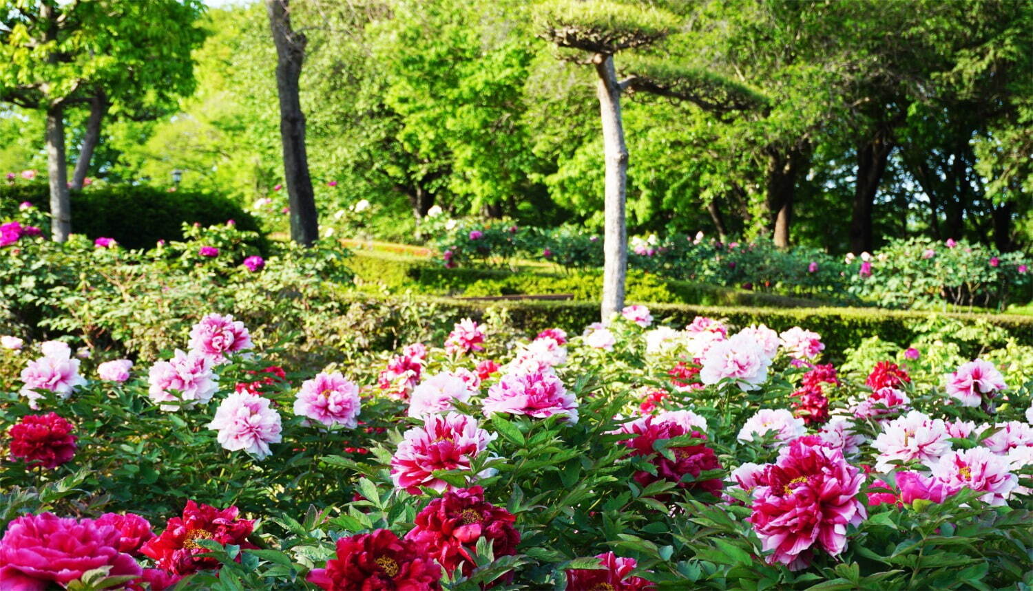 希少種含む約150種の「ぼたんの花」が4月下旬より見頃に、埼玉・東松山ぼたん園で｜写真2
