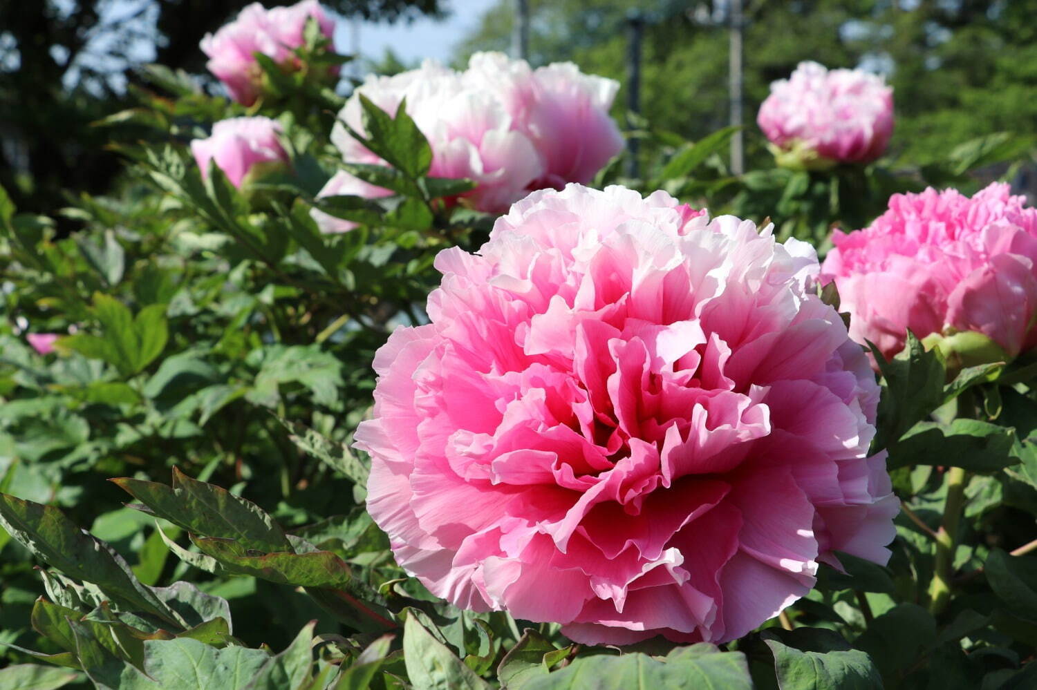 希少種含む約150種の「ぼたんの花」が4月下旬より見頃に、埼玉・東松山ぼたん園で｜写真10