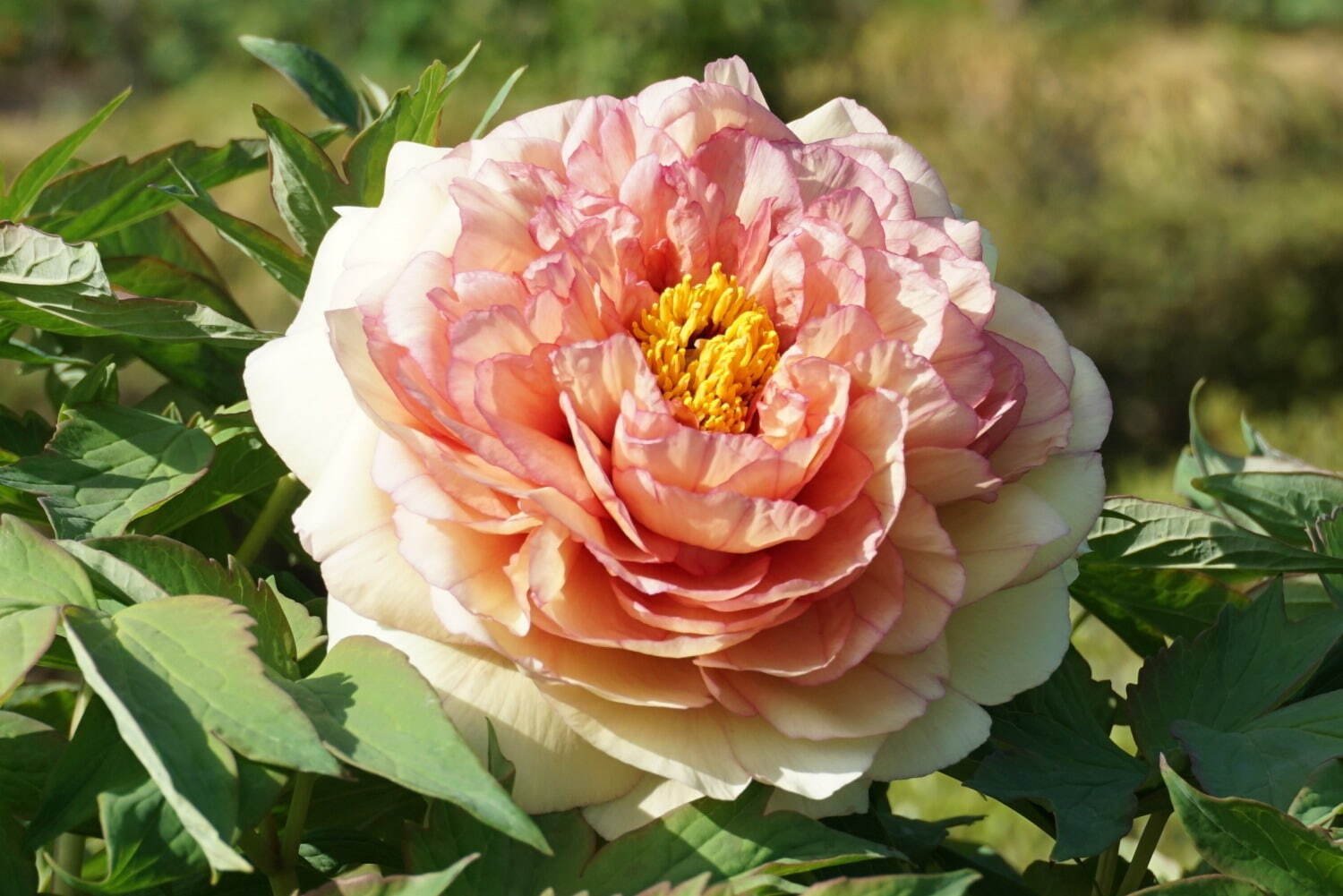 希少種含む約150種の「ぼたんの花」が4月下旬より見頃に、埼玉・東松山ぼたん園で｜写真13