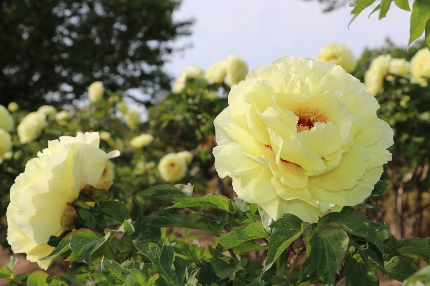 希少種含む約150種の「ぼたんの花」が4月下旬より見頃に、埼玉・東松山ぼたん園で｜写真9