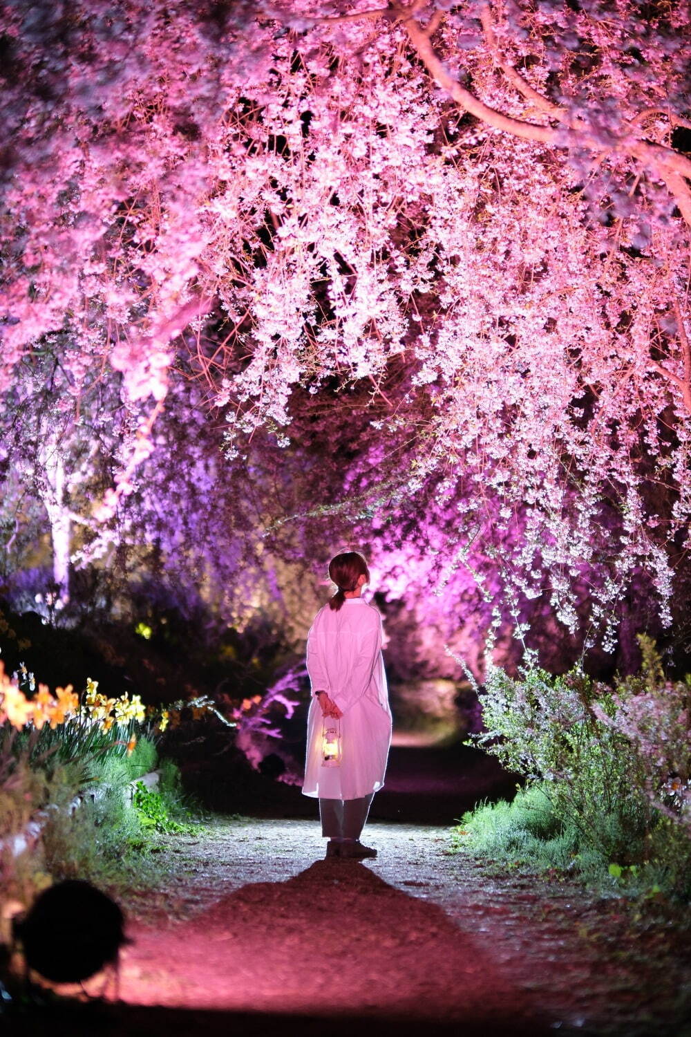 広島・世羅高原農場の春イベント「さくら祭り」しだれ桜が見頃に、夜間ライトアップも｜写真3