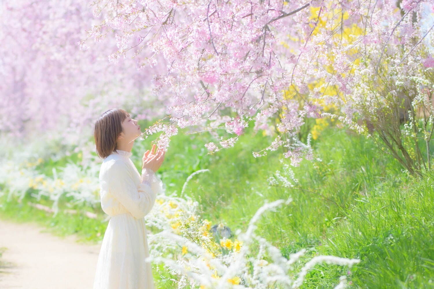 広島・世羅高原農場の春イベント「さくら祭り」しだれ桜が見頃に、夜間ライトアップも｜写真1