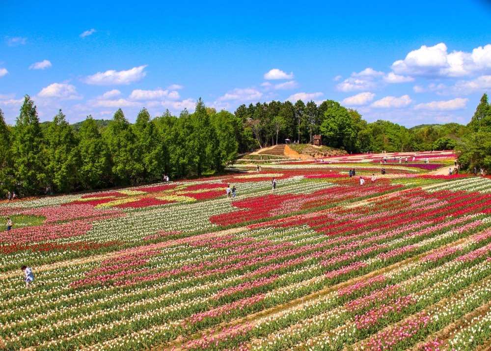 広島・世羅高原農場「チューリップ祭」200品種75万本が開花、20万本を使った巨大な花絵も｜写真1