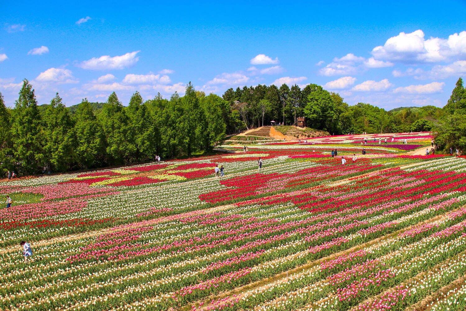 フラワーパーク(花庭園)｜広島・世羅高原農場「チューリップ祭」200品種75万本が開花、20万本を使った巨大な花絵も