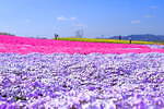 広島県世羅町「Flower village 花夢の里」100万本のネモフィラと芝桜が咲く春イベント