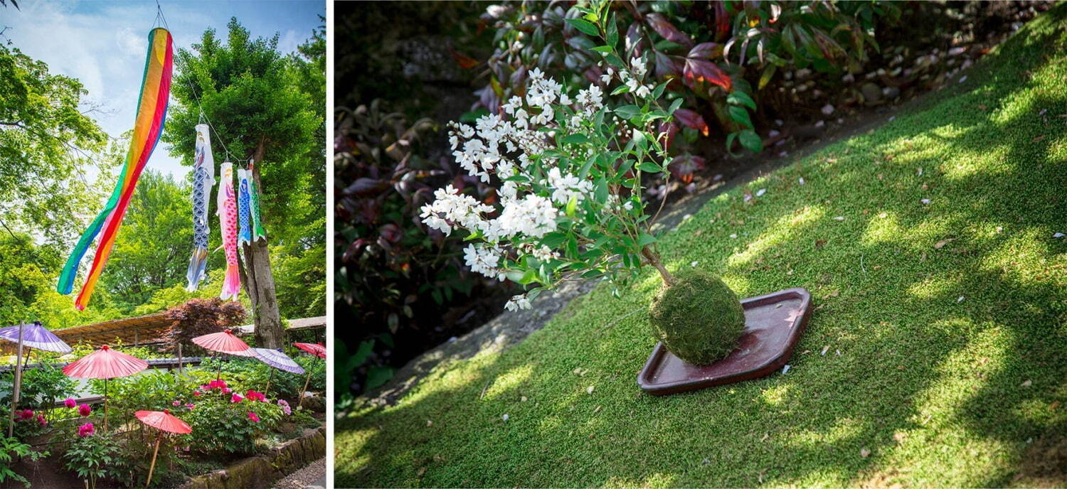 上野東照宮で「春のぼたん祭」開催、全110種500株以上のぼたんが開花｜写真7