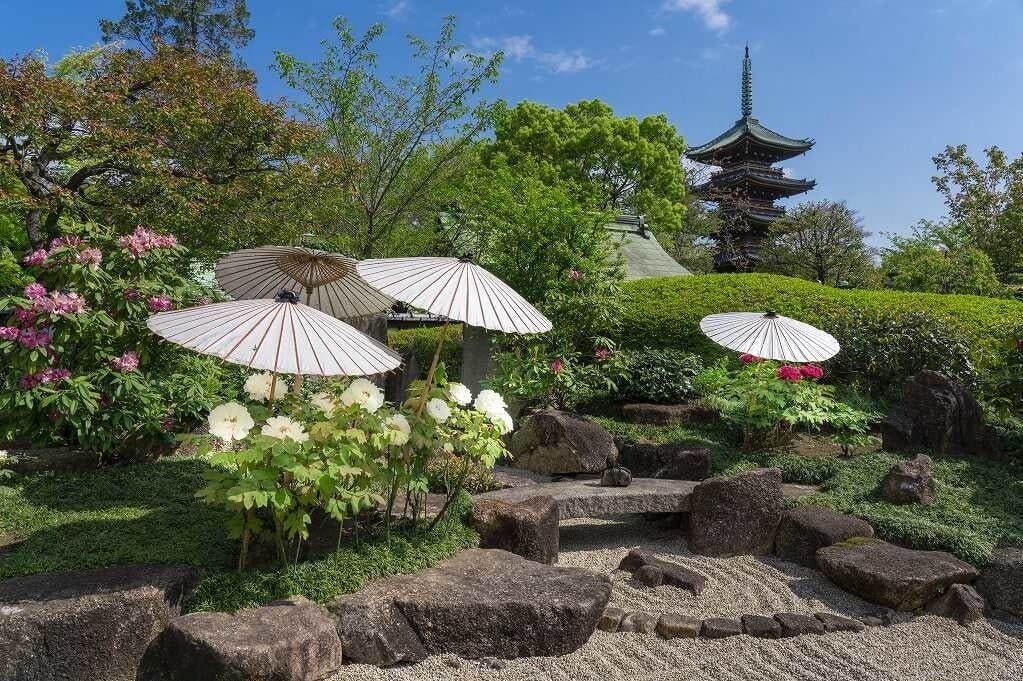 上野東照宮で「春のぼたん祭」開催、全110種500株以上のぼたんが開花｜写真1