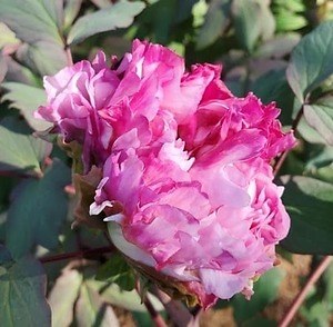 茨城“世界最大級”「つくば牡丹園」オープン、約800種類6万株の牡丹・シャクヤクが咲き誇る｜写真8