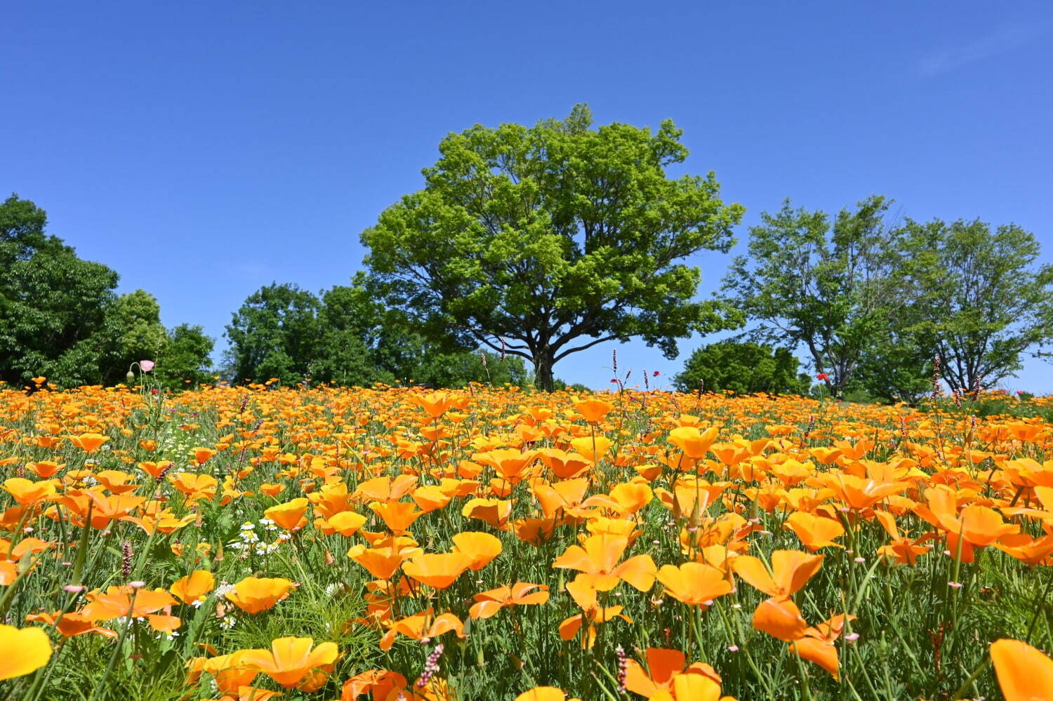 「チューリップフェスタ」大阪・万博記念公園にチューリップ約8万本、ネモフィラやポピーの花も一面に｜写真6