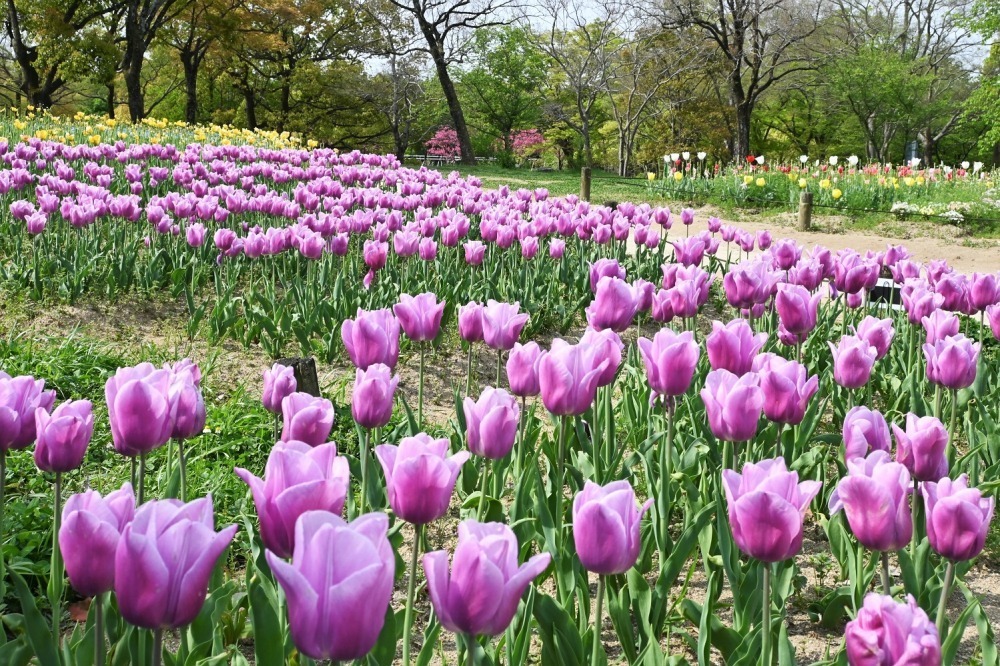 「チューリップフェスタ」大阪・万博記念公園にチューリップ約8万本、ネモフィラやポピーの花も一面に｜写真9