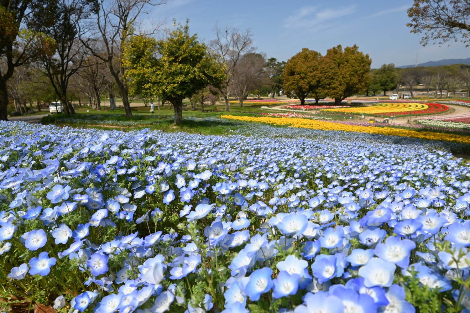 「チューリップフェスタ」大阪・万博記念公園にチューリップ約8万本、ネモフィラやポピーの花も一面に｜写真2