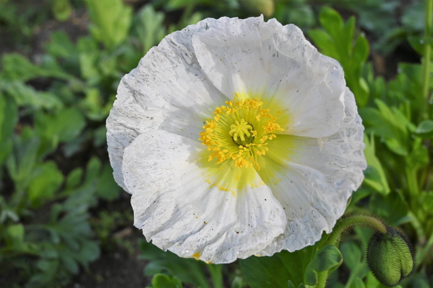 「チューリップフェスタ」大阪・万博記念公園にチューリップ約8万本、ネモフィラやポピーの花も一面に｜写真3