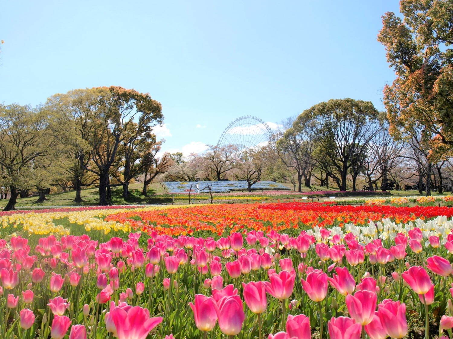 「チューリップフェスタ」大阪・万博記念公園にチューリップ約8万本、ネモフィラやポピーの花も一面に｜写真1