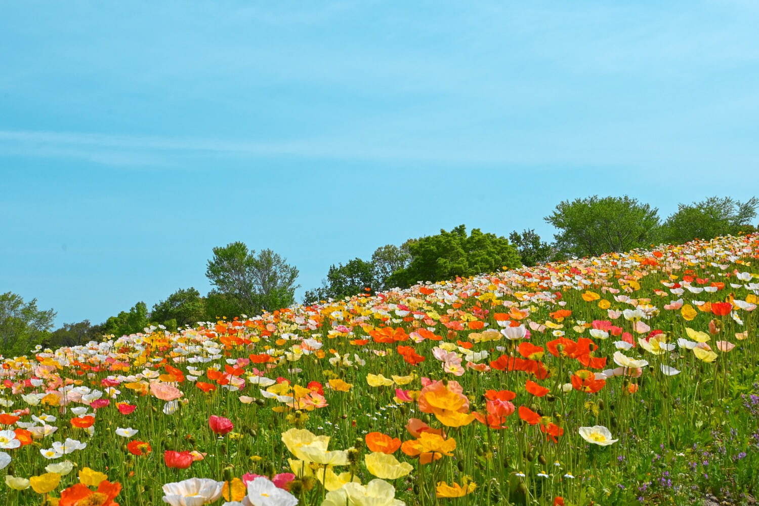 「チューリップフェスタ」大阪・万博記念公園にチューリップ約8万本、ネモフィラやポピーの花も一面に｜写真4