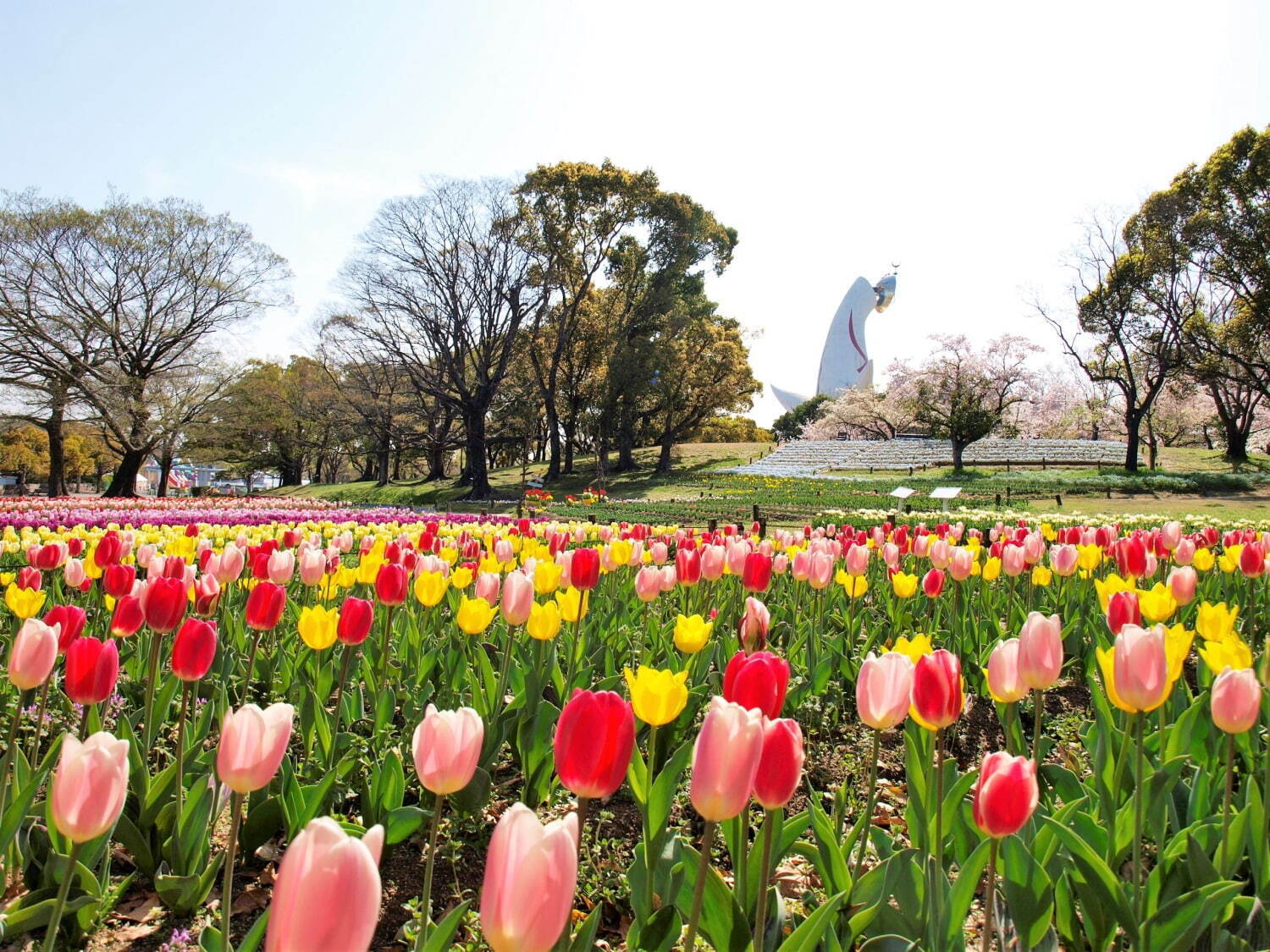 「チューリップフェスタ」大阪・万博記念公園にチューリップ約8万本、ネモフィラやポピーの花も一面に｜写真7