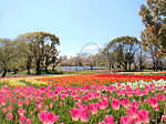 「チューリップフェスタ」大阪・万博記念公園にチューリップ約8万本、ネモフィラやポピーの花も一面に｜写真1