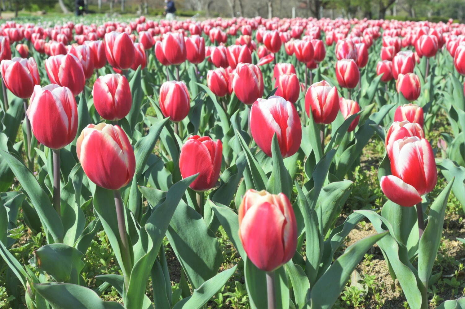 「チューリップフェスタ」大阪・万博記念公園にチューリップ約8万本、ネモフィラやポピーの花も一面に｜写真8