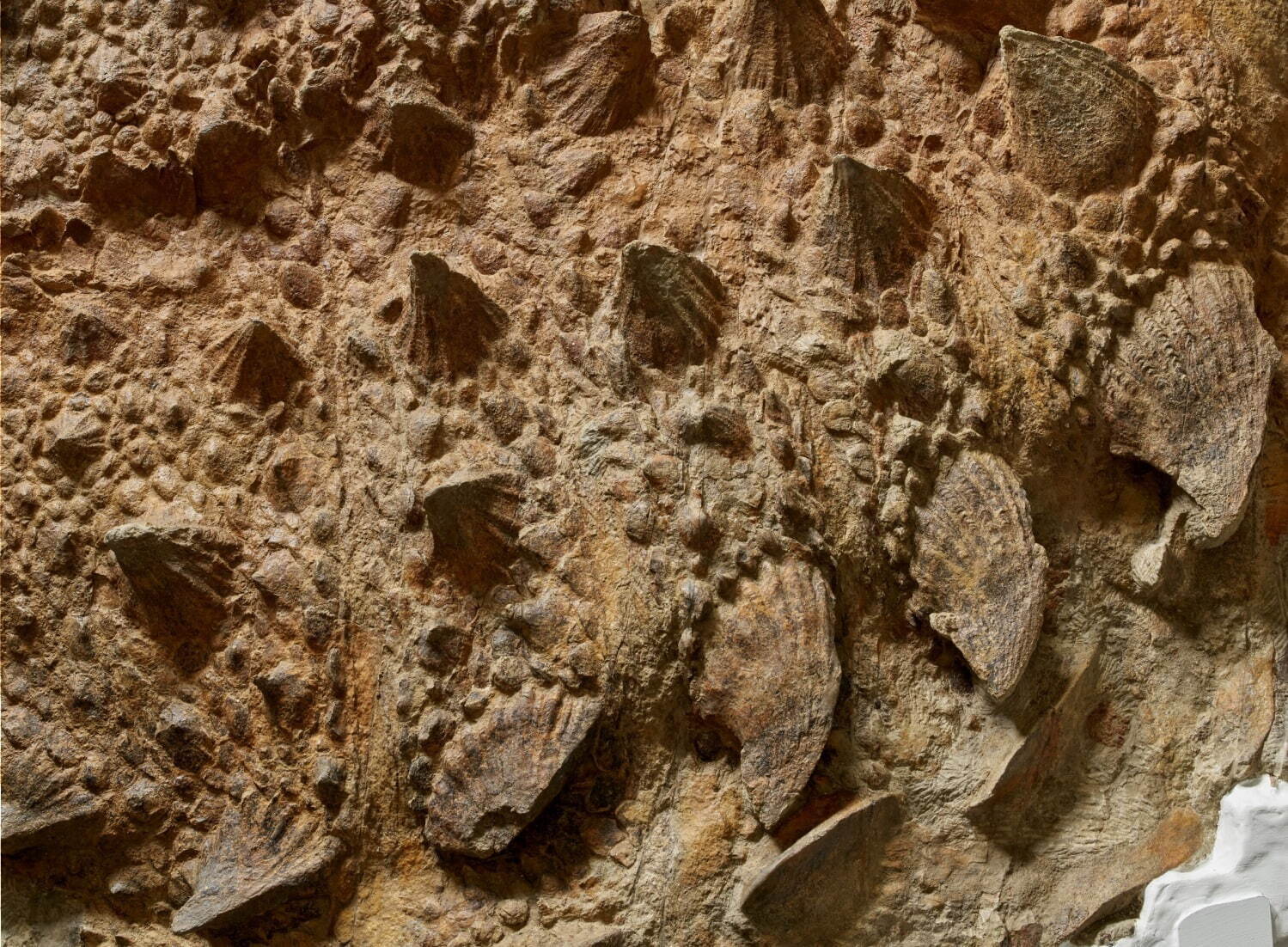 ズール・クルリヴァスタトルの胴体部分(実物化石)
©Royal Ontario Museum photographed by Paul Eekhoff