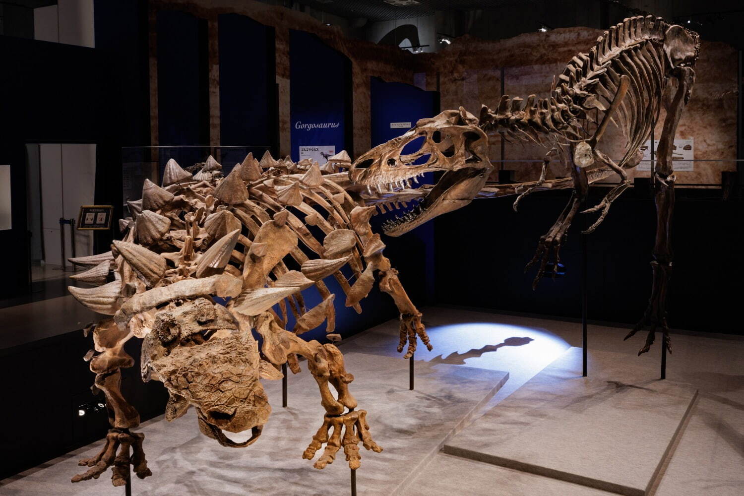 ズール(左)とゴルゴサウルス(右)の対峙シーンを再現した全身復元骨格
(東京会場 撮影：山本倫子)