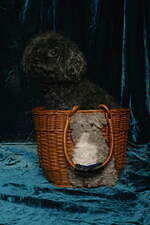 ミュベール(MUVEIL) マリリンとアインシュタイン｜写真18