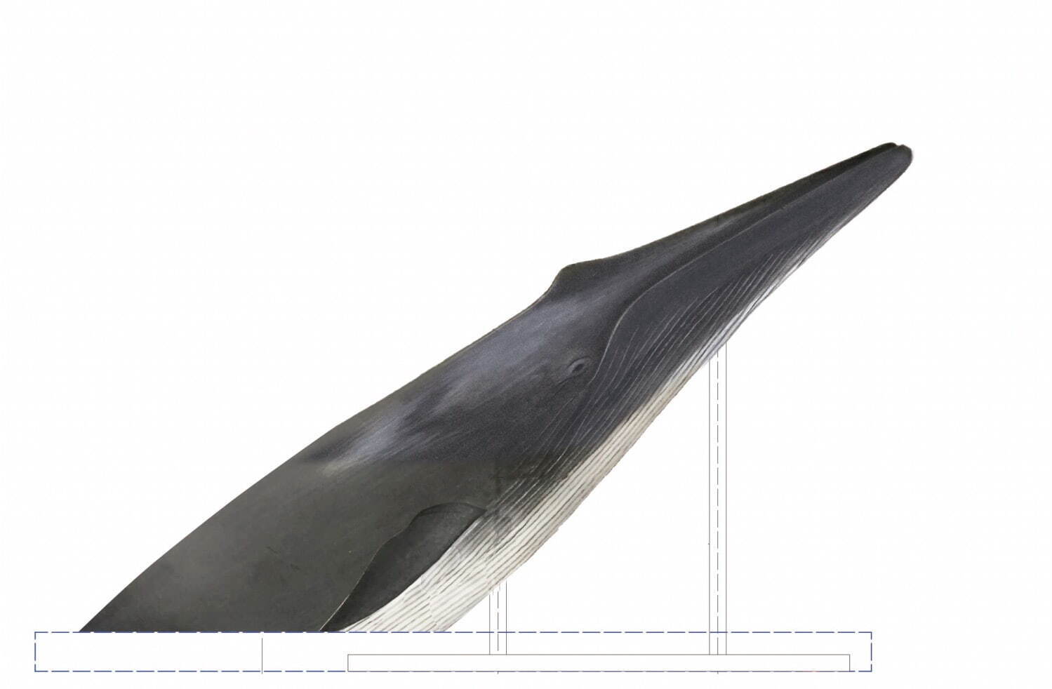 ナガスクジラ上半身標本 展示イメージ