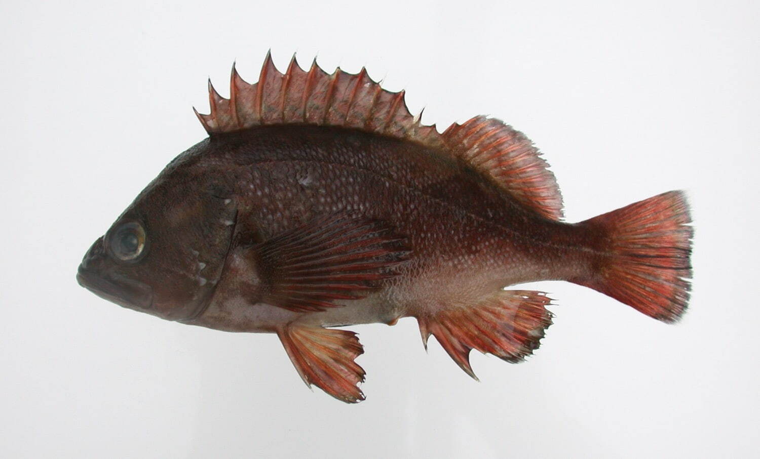 エゾメバル 写真：国立科学博物館