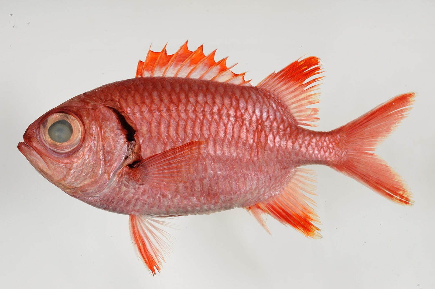 ナミマツカサ 写真：国立科学博物館