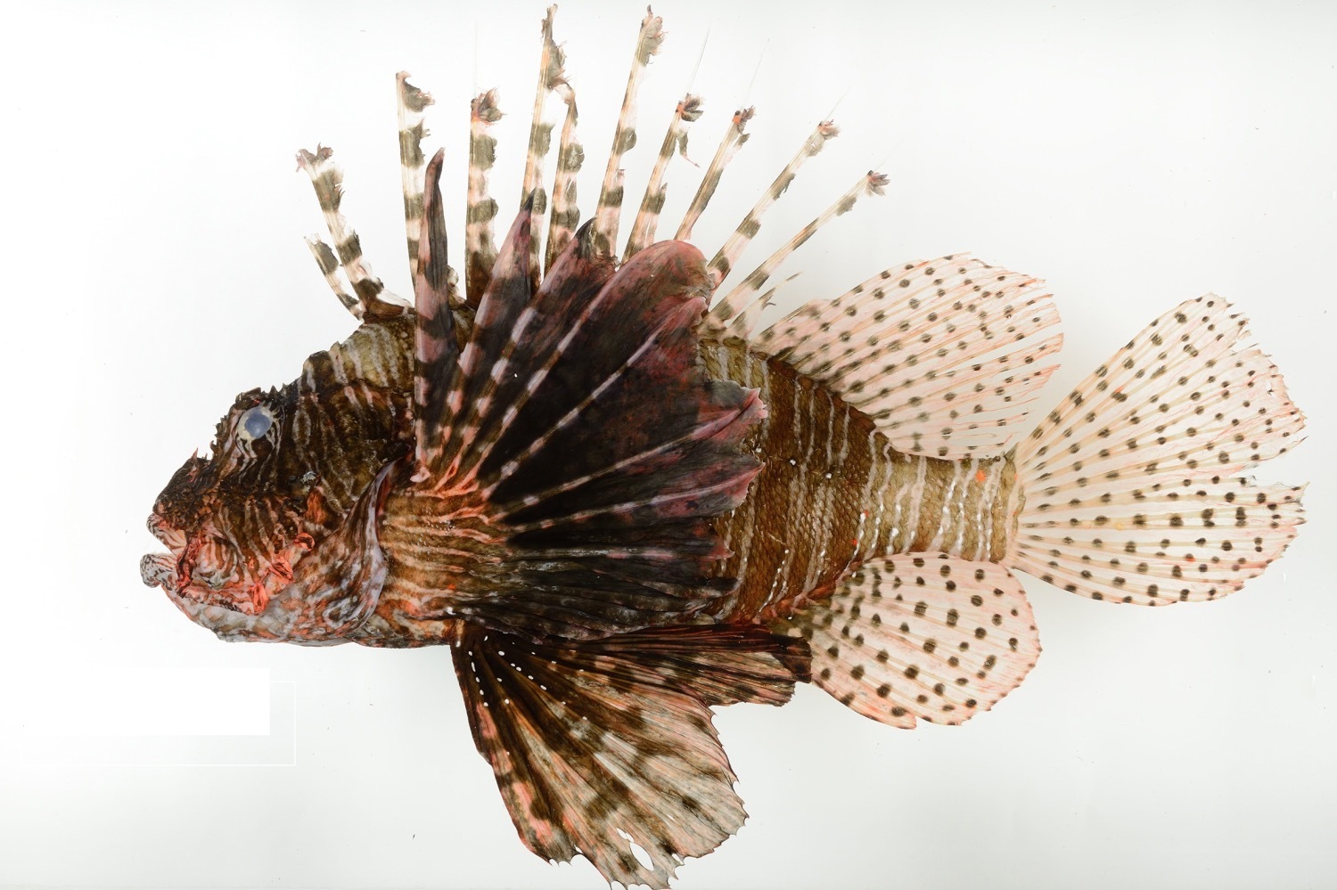 国立科学博物館「海」