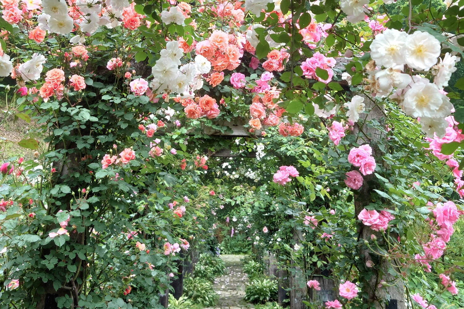 熱海のローズガーデン「アカオ フォレスト」600種4,000株のバラが咲き誇るローズフェスタ｜写真3