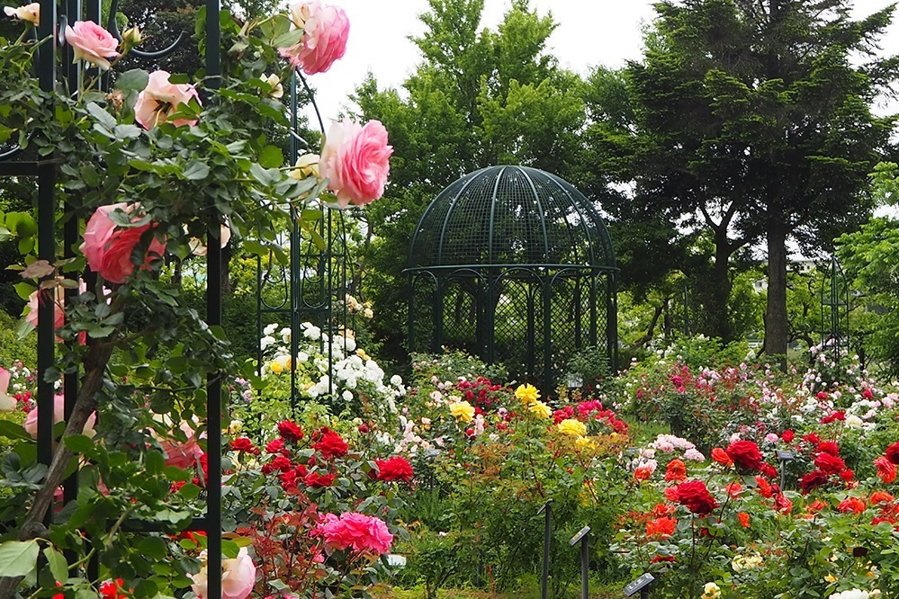 「横浜ローズウィーク」約9,000株の“バラ”が咲き誇るイベント、山下公園など市内各所で｜写真9