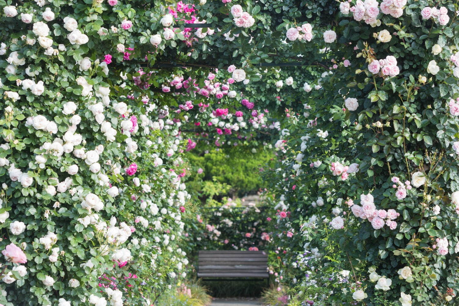 「横浜ローズウィーク」約9,000株の“バラ”が咲き誇るイベント、山下公園など市内各所で｜写真7
