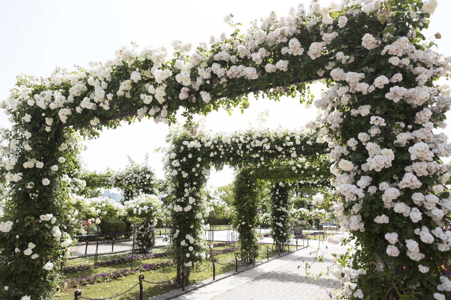 「横浜ローズウィーク」約9,000株の“バラ”が咲き誇るイベント、山下公園など市内各所で｜写真5