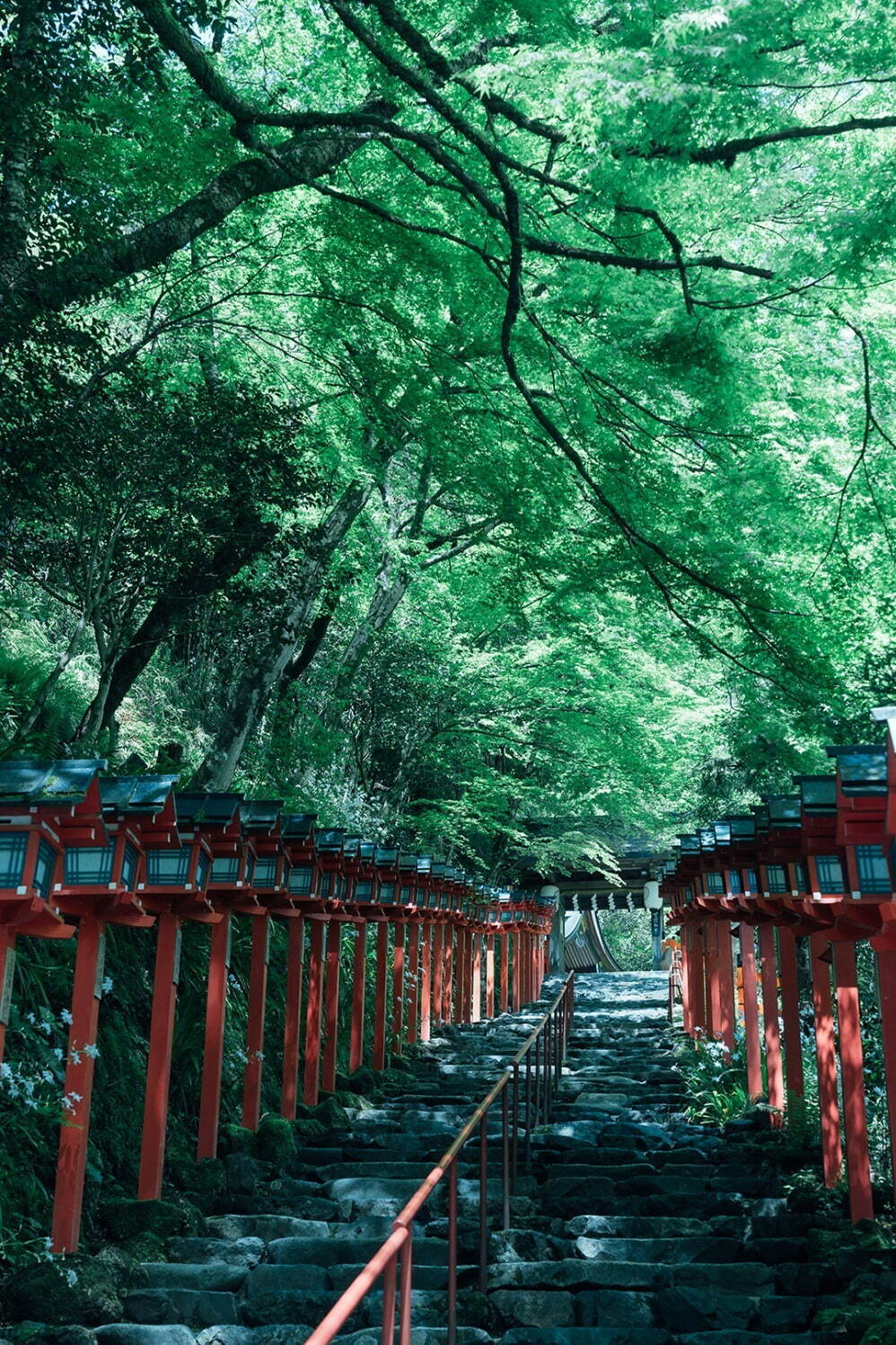 京都「貴船神社」の新緑ライトアップ、3000本の青もみじに包まれる“縁結びの神社”｜写真1