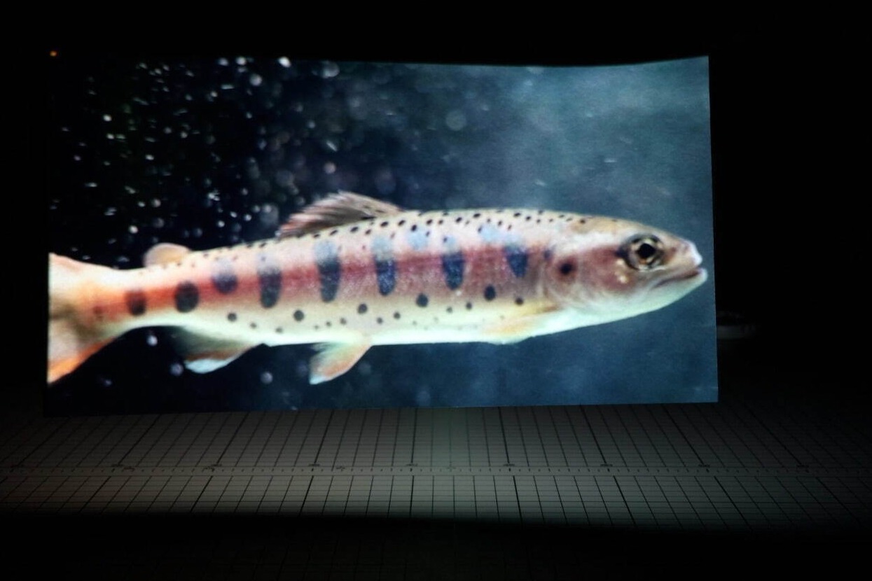 美術館｜企画展「吹けば風」豊田市美術館で - 見過ごしがちな発見や驚きに着目、日本の現代作家による作品を展示