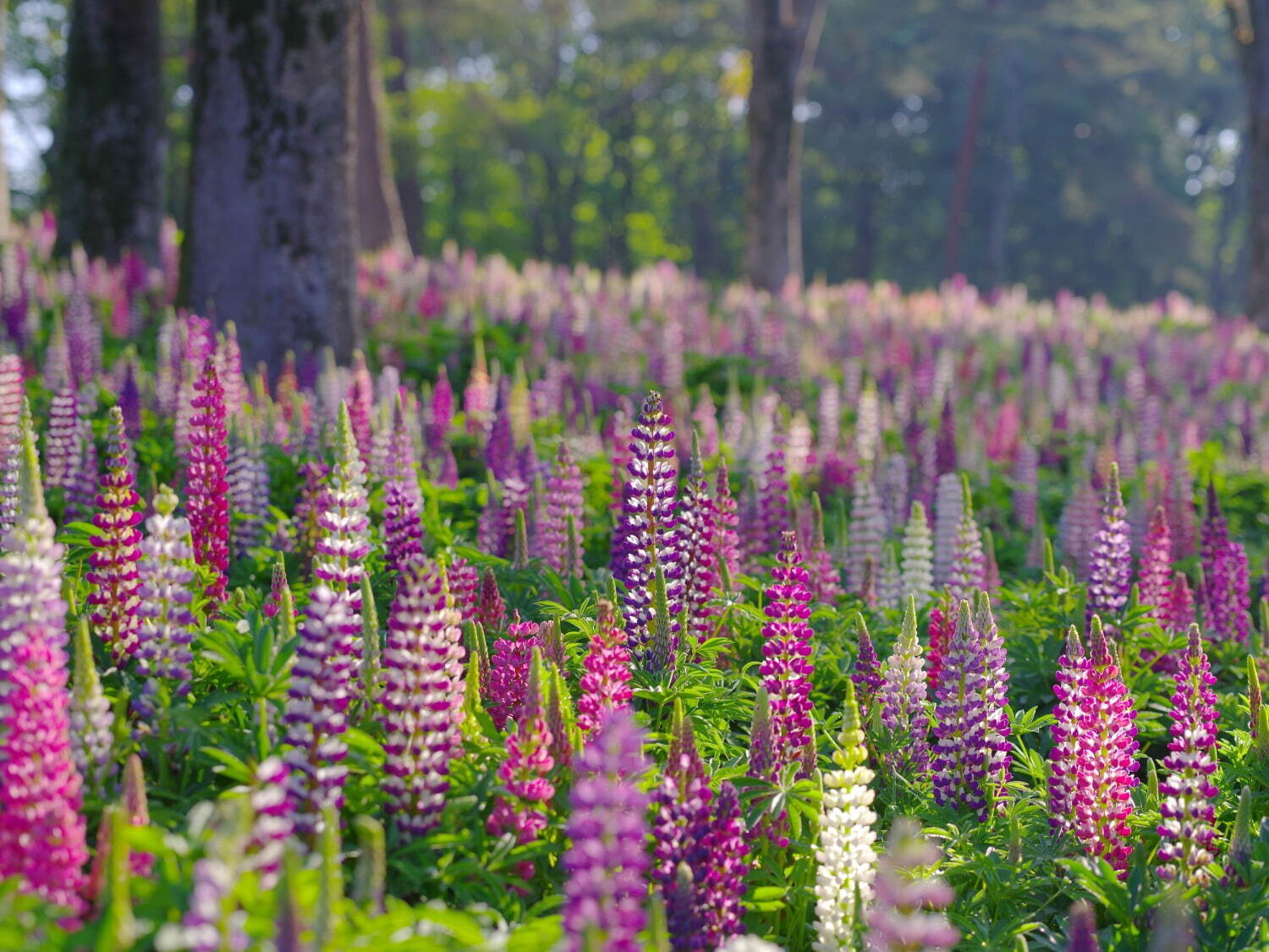 紫やピンクの幻想的な「ルピナス」約4万本が咲く花畑、埼玉・国営武蔵丘陵森林公園で｜写真1