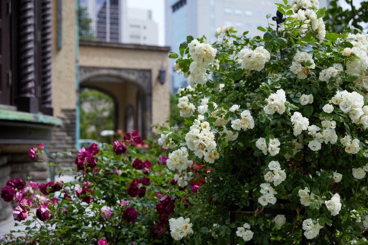 東京ガーデンテラス紀尾井町「ローズ」のイベント、青バラなど約90品種を鑑賞＆バラのアートやスイーツも｜写真3